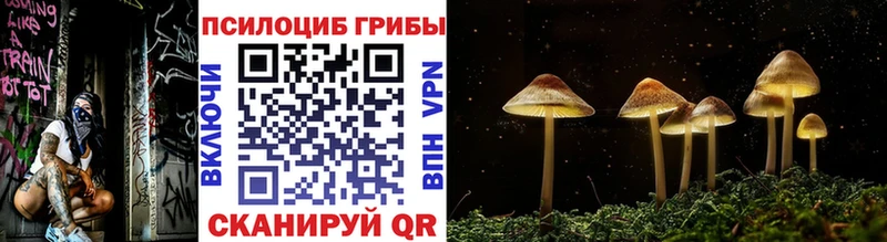 что такое   Морозовск  Галлюциногенные грибы Psilocybe 